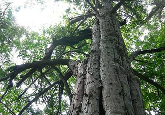 紅豆杉是紅木嗎？紅豆杉是國際幾級保護植物？