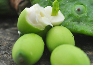 蓮蓬子怎么吃？蓮蓬子可以生吃嗎？