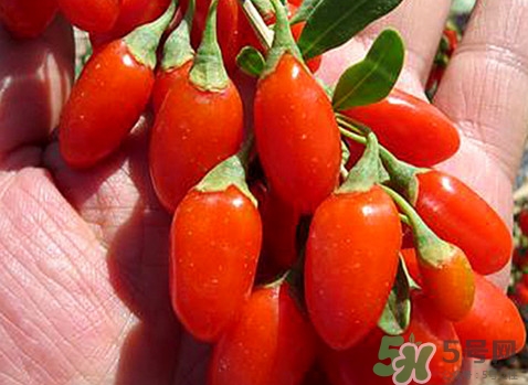 如何辨別枸杞是否新鮮？鮮枸杞可以直接食用嗎