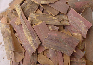 紅豆杉樹皮多少錢一斤？2017紅豆杉市場價