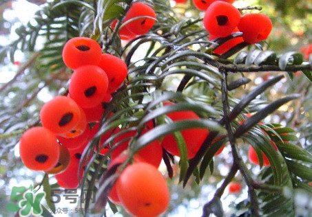 紅豆杉的果實(shí)能吃嗎？紅豆杉都有那些品種？