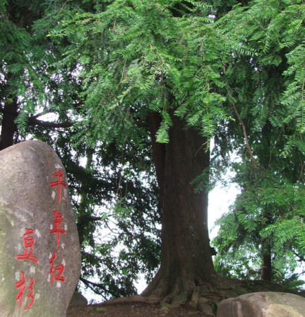 紅豆杉有毒嗎？紅豆杉是否可以直接食用