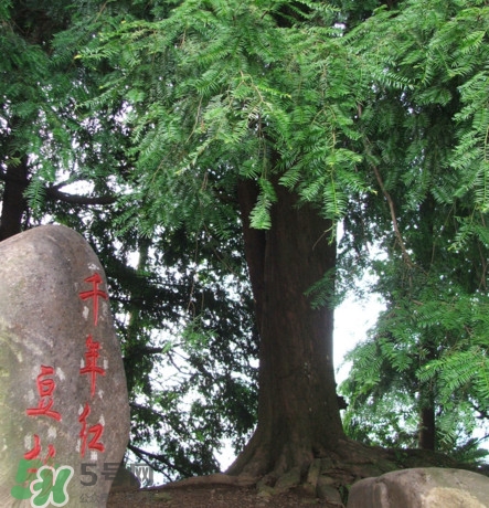 紅豆杉是什么？紅豆杉是裸子植物還是被子植物