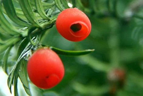 紅豆杉有毒嗎？紅豆杉是否可以直接食用