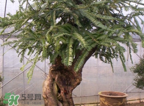 紅豆杉是紅木嗎？紅豆杉是國(guó)際幾級(jí)保護(hù)植物？