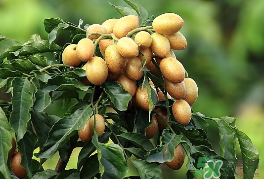 黃皮果核可以種嗎？黃皮果核可以吃嗎