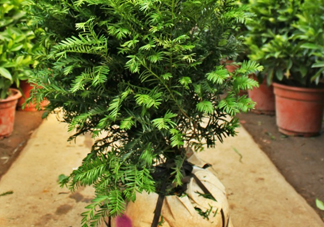 紅豆杉葉子干枯要怎么做？紅豆杉枯萎救治方法