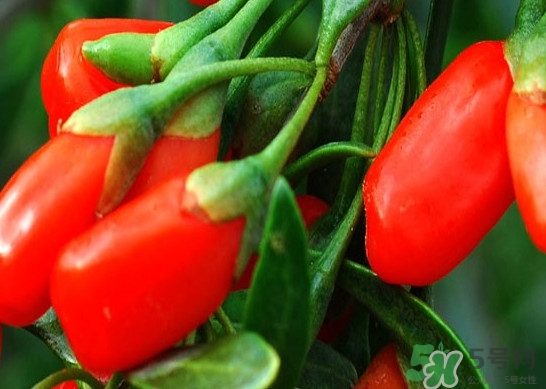 如何辨別枸杞是否新鮮？鮮枸杞可以直接食用嗎