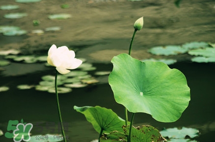 喝荷葉茶能減肥嗎？荷葉茶和什么搭配最好？