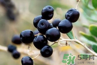 女人喝黑枸杞有什么用？女人喝黑枸杞要注意什么