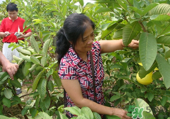 番石榴葉子能治糖尿病嗎？番石榴葉降血糖嗎？