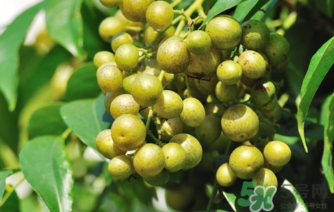 山黃皮怎么做好吃？山黃皮有什么藥用價值