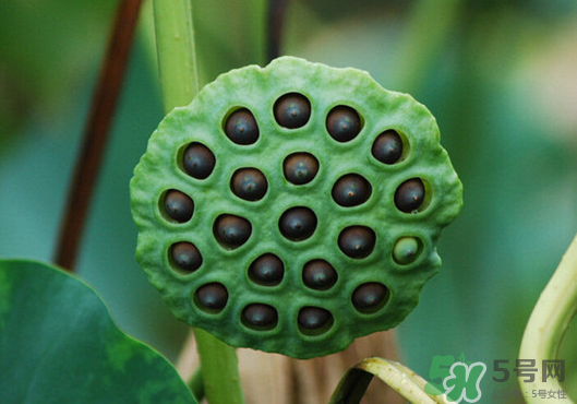 蓮蓬煮雞蛋有什么作用？蓮蓬煮雞蛋的做法