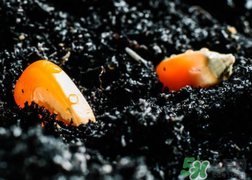 冰糖玉米種子哪里有賣？冰糖玉米種子的銷售地