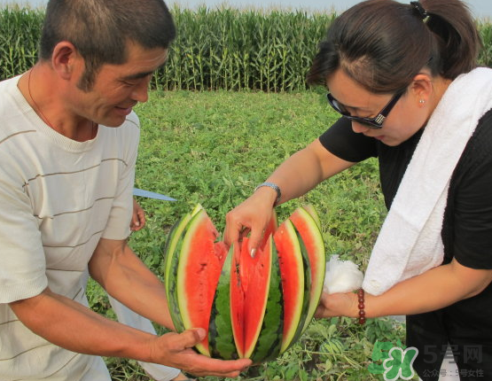 西瓜和玉米能一起吃嗎？西瓜和玉米能同時吃嗎？
