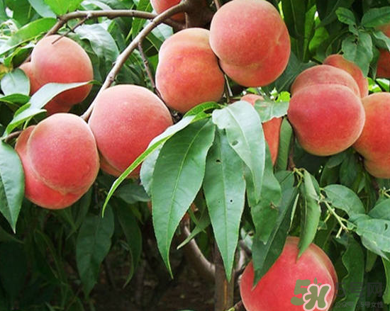 玉米和桃子能一起吃？桃子可以和玉米一起吃嗎？