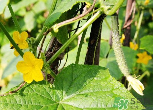 小暑種什么菜？小暑為什么要種牽?；?？