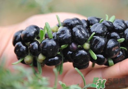 黑枸杞能降血糖嗎？血糖偏高能吃枸杞嗎