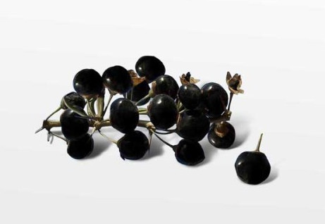 黑枸杞什么時候成熟？黑枸杞什么時候采摘