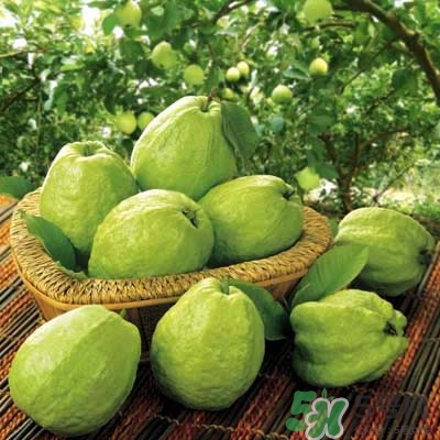 哺乳期可以吃番石榴嗎？哺乳期不能吃什么？