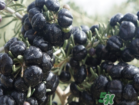 黑枸杞可以和紅棗一起泡嗎？紅棗能和黑枸杞一起吃嗎