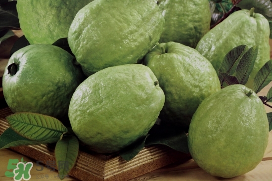 番石榴怎么選好吃？番石榴怎么判斷熟了？