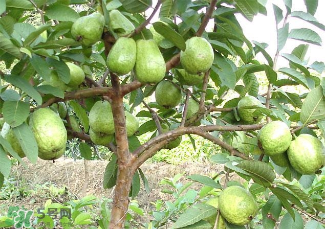 番石榴怎么選好吃？番石榴怎么判斷熟了？