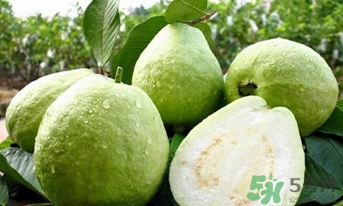 孕婦可以吃番石榴嗎？孕婦吃番石榴對胎兒好嗎？