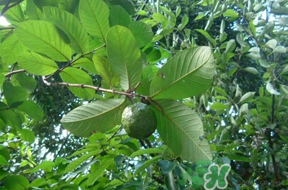 番石榴葉子能治糖尿病嗎？番石榴葉降血糖嗎？