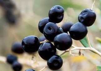 女人喝黑枸杞有什么用？女人喝黑枸杞要注意什么