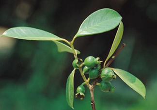 番石榴葉茶怎么做？番石榴葉茶的副作用