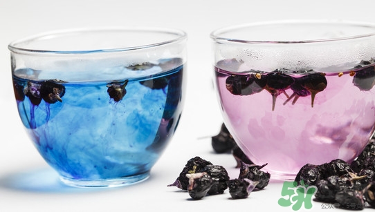 黑枸杞可以和菊花一起喝嗎？菊花和黑枸杞一起喝好嗎