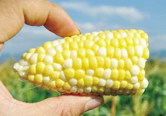 玉米和桃子能一起吃？桃子可以和玉米一起吃嗎？