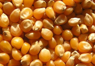 冰糖玉米種子哪里有賣？冰糖玉米種子的銷售地