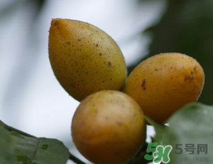 山黃皮的功效是什么？山黃皮的功效與作用