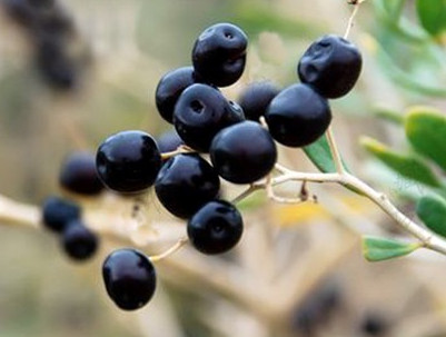 黑枸杞什么時候成熟？黑枸杞什么時候采摘
