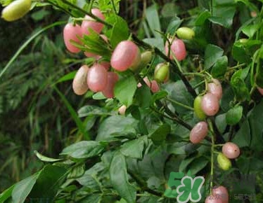 山黃皮就是黃皮果嗎？山黃皮和黃皮果的區(qū)別