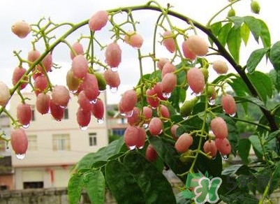 山黃皮怎么做好吃？山黃皮有什么藥用價值