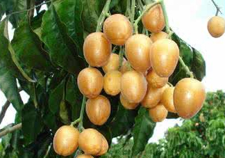 山黃皮的功效是什么？山黃皮的功效與作用