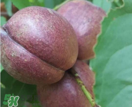 黑桃水果是什么品種？黑桃是酸性還是堿性