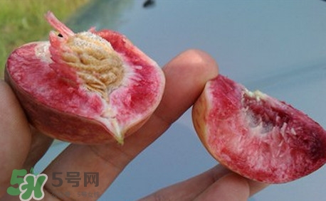 中華血桃什么時候成熟？中華血桃產(chǎn)地在哪兒