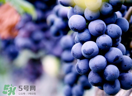 夏黑葡萄幾月成熟？夏黑葡萄幾月份上市？