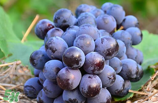 夏黑葡萄幾月成熟？夏黑葡萄幾月份上市？