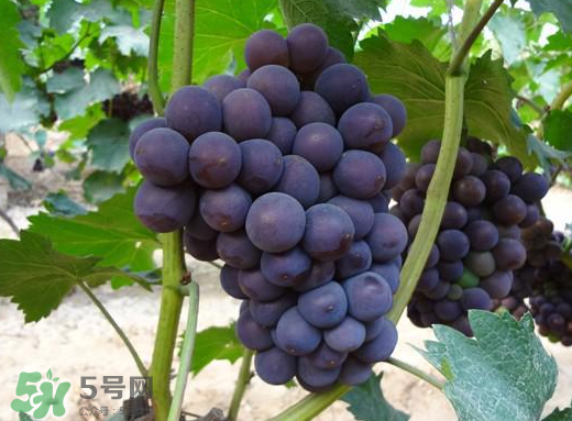 夏黑葡萄多少錢一斤？夏黑葡萄怎么挑選？