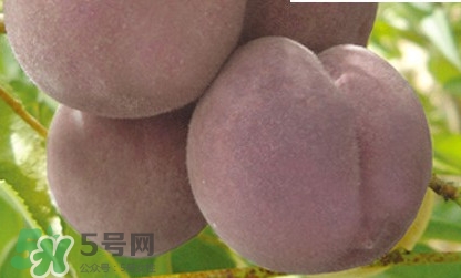 黑桃是什么水果？吃黑桃有什么好處？