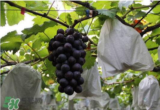 夏黑葡萄怎么洗？夏黑葡萄怎么洗才干凈？