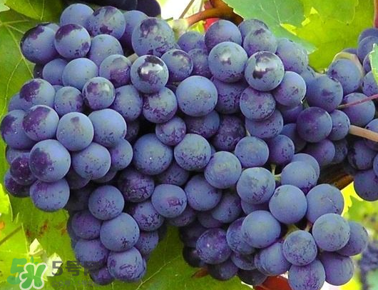 巨峰葡萄是哪里的？巨峰葡萄產(chǎn)地