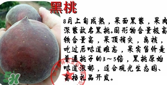 黑桃水果是什么品種？黑桃是酸性還是堿性