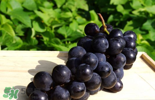 巨峰葡萄是哪里的？巨峰葡萄產(chǎn)地