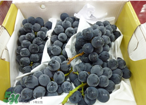 巨峰和夏黑哪個(gè)好吃？哪個(gè)貴？有什么區(qū)別？